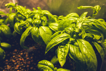 バジル 水耕栽培 ロックウール  ハイドロポニック 