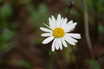 Fototapeta premium Common daisy flower