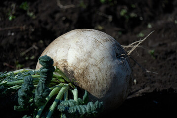 大きく丸い桜島大根の収穫