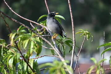 Great Myna bird