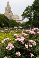 Beautiful Light Pink Rose Bushes at Washington Square Park in front of the Arch in New York City during Spring