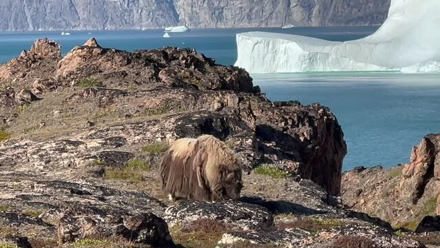 Muskox (Ovibos moschatus) in the mountainous terrain of the island of Immikkeertikajik, Scoresbysund, Greenland. Sea and icebergs in the background