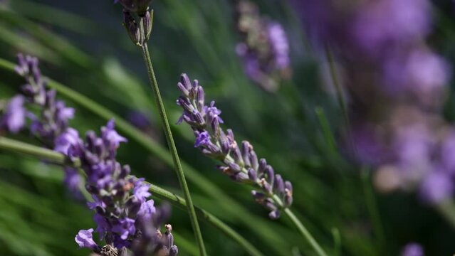 Focus pull across lavender flowers in a garden