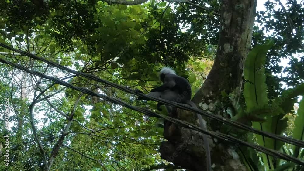 Aufkleber spectacled leaf monkey (trachypithecus obscurus) moving between trees