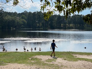 Obraz na płótnie Canvas Boy feeding geese by the lake.