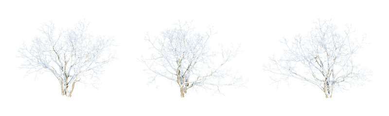 Snow covered tree isolated on white