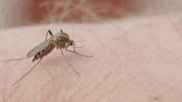 Thermoregulation by mosquito during blood feeding, excretes clear drop of fluid