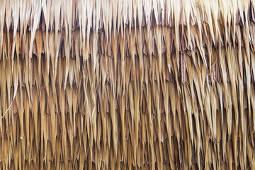 Dried Vetiver grass background texture.Vetiver roof in a local village in the countryside.