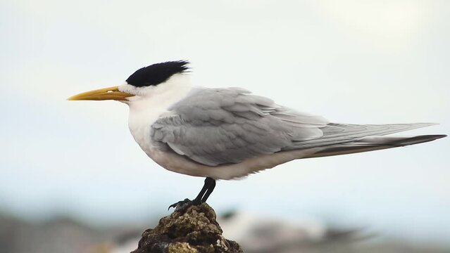 Close up shot of a lesser crested terns perched on top of a rock facing wind blowing along the seashore in Coogee beach, Perth, Western Australia.