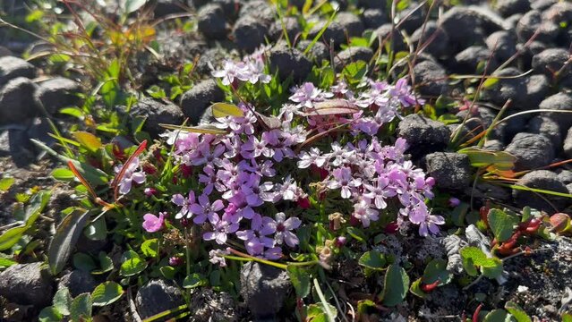 Moss campion (Silene acaulis), also known as cushion pink or compass plant, on Immikkeertikajik island, Scoresbysund, Greenland.