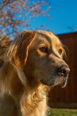 Obraz premium golden retriever portrait