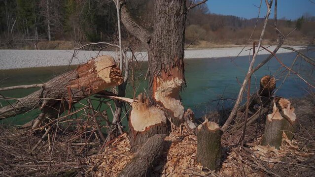 Beaver gnawed tree near the Isar River in Munich, Germany. Tree felled by beavers. Tree trunks with bite marks of beavers. Beaver bite marks on a trunk of a tree. Damaged wood by a bobber. 