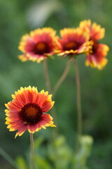 Yellow and orange flower
