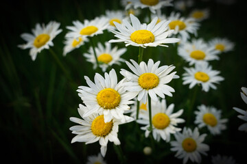 Obraz premium daisies in a garden