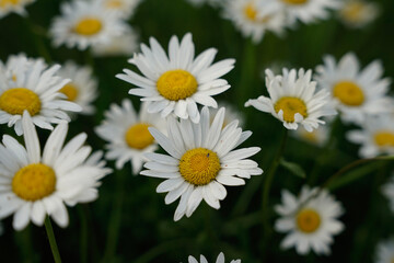 daisies in a field