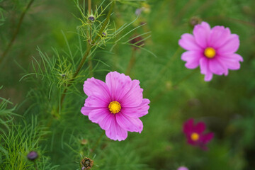 Obraz premium pink cosmos flower