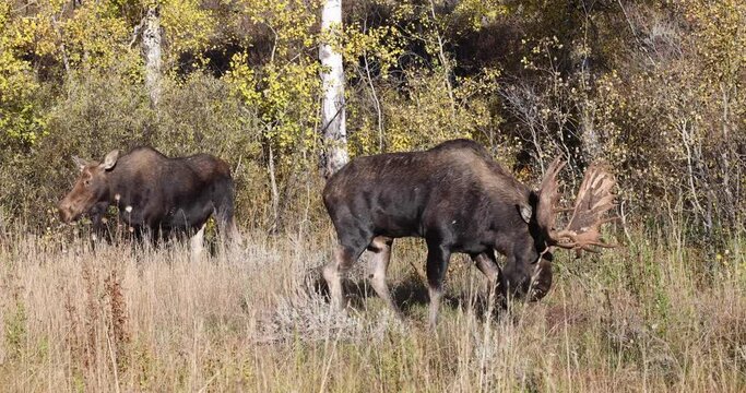 Bull Moose Rutting in Autumn in Wyoming