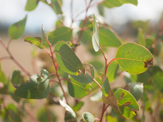 Close up view of eucalyptus leaves in Australian countryside