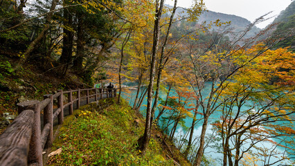 Shizuoka Yume no Tsuribashi suspension bridge on the emerald river in autumn leave season Japan,