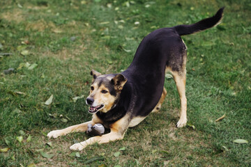 Mongrel dog. Cute cur dog. Portrait of a dog on green grass. Head down and bum up. Lovely cute small doggy. Playing with his toy. Ears raised. Domestic animal background. Protecting his toy.