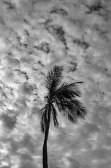 Coconut Palm Tree Silhouetted Against a Cloudy Sky in Waikiki, Hawaii.