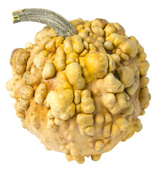 wonderful dwarf decorative pumpkin for interior decorationon a white background