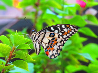 Monarch butterfly colorful