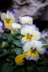 満開の可愛いビオラ