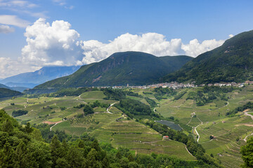Naklejka na ściany i meble mountain vineyards in the Trento region