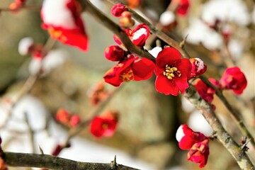 red flowers in the garden