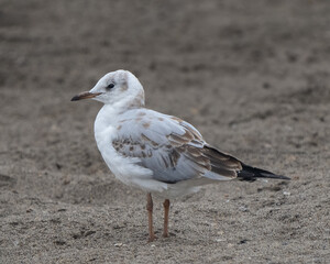 Chroicocephalus cirrocephalus