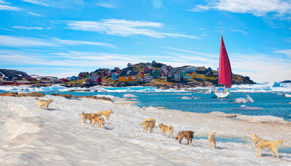 Many greenland dogs chained up on the snow, with hut-colored houses in the background and Greenland...