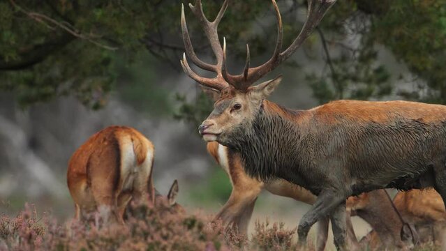 A group of red deer during rutting season at the Veluwe, Netherlands