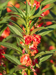 Red Balsam Flowers (Impatiens Balsamina) in the Garden