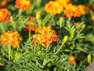 Close-up of a vibrant yellow Tagetes flower, a symbol of natural beauty