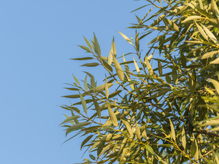 Green willow branches with leaves background