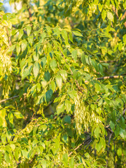 Close up of seeds of the ash, or European ash or common ash, Fraxinus excelsior.