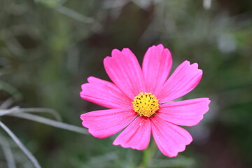 Fototapeta premium 花