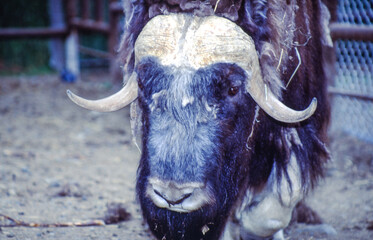 The largest terrestrial animals in North America, bison are characterized by a hump over the front shoulders and slimmer hindquarters.