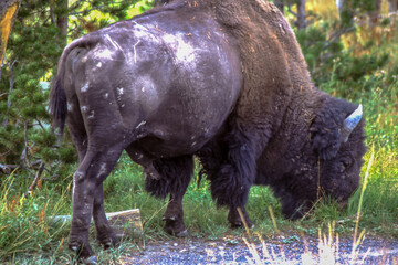 The largest terrestrial animals in North America, bison are characterized by a hump over the front...