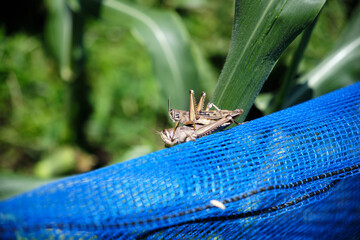 交尾をするイナゴ