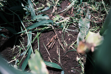 Fototapeta premium 土の上にいるおんぶをしたバッタ