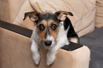 Jack Russell breed dog is lying sad on the bed. Home favorite pet on the couch.