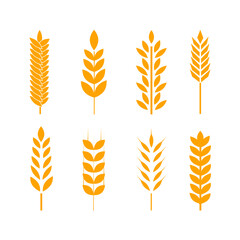 Set of simple wheat ears icons and wheat design elements for beer, organic wheats local farm fresh food, bakery themed wheat design, grain, beer elements, wheat simple. Vector illustration