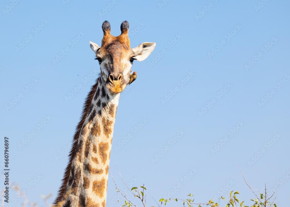 Wall mural A humorous giraffe with oxpecker bird on its face photo in a game reserve in South Africa.