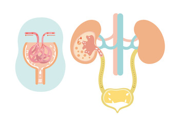 【親しみやすい 人体 内臓】腎臓のイラスト