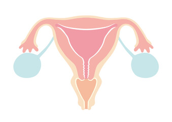 【親しみやすい 人体 内臓】子宮のイラスト