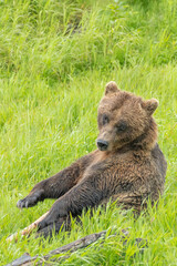 Obraz premium Grizzly bear (Ursus arctos horribilis), also known as silver bear, North American brown bear