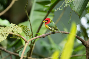 Red headed Barbet (Eubucco bourcierii), exotic bird from central Costa Rica. Mountain bird in green rain forest. Wildlife scene from nature