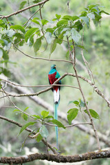 Resplendent Quetzal, Pharomachrus mocinno, Savegre in Costa Rica, with green forest in background. Magnificent sacred green and red bird. Birdwatching in jungle.
